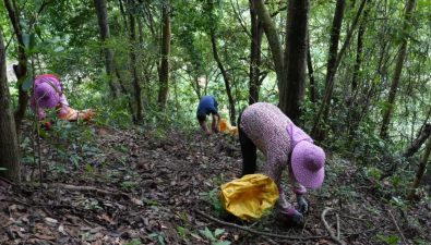 福建武平縣：“浮式清潔”栽培新技術(shù)，提高紫靈芝品質(zhì)