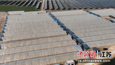 江蘇豐縣：1500畝菌光互補(bǔ)產(chǎn)業(yè)園落地，村集體年增收10倍