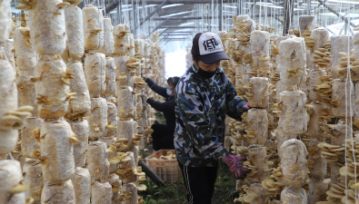 內(nèi)蒙古：元蘑吊袋高產(chǎn)栽培技術(shù)示范項(xiàng)目初見成效
